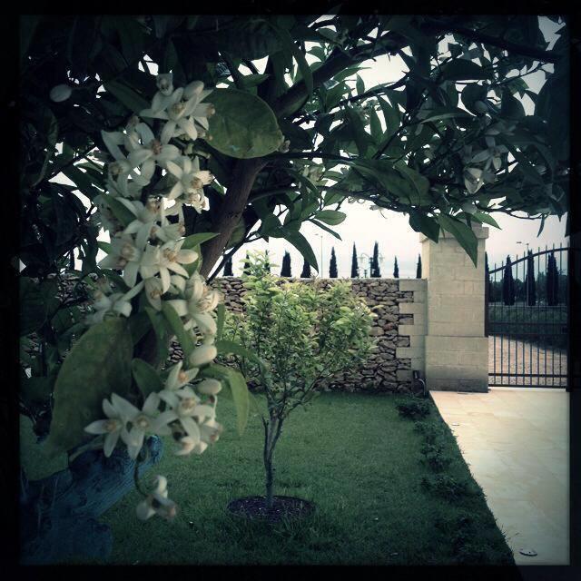 Masseria San Polo Squinzano エクステリア 写真