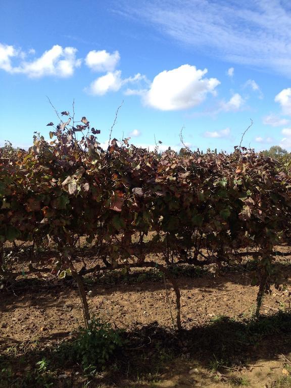 Masseria San Polo Squinzano エクステリア 写真